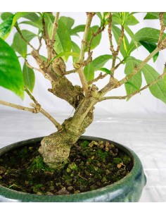 Gardenia Bonsai 17 anni –... 2