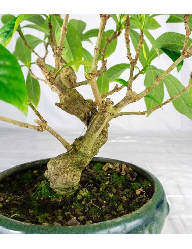 Gardenia Bonsai 17 anni – Vaso Ø15...