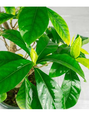 Gardenia Bonsai 17 anni – Vaso Ø15...