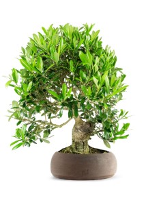 Olivo esemplare 1 | bonsai...