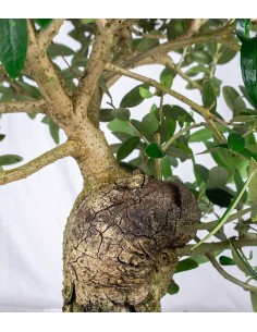 Olivo Esemplare 1. 12 anni 2