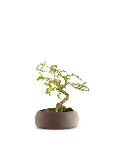 Bonsai Sesbania punicea –...