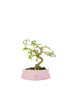 Bonsai Sesbania punicea –... 2