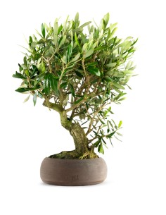 Olivo Esemplare 4. 12 anni