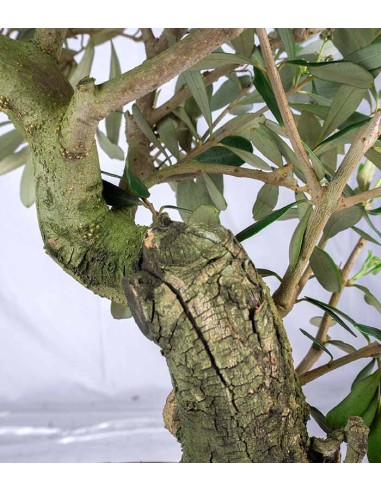 Olivo Esemplare 4. 12 anni