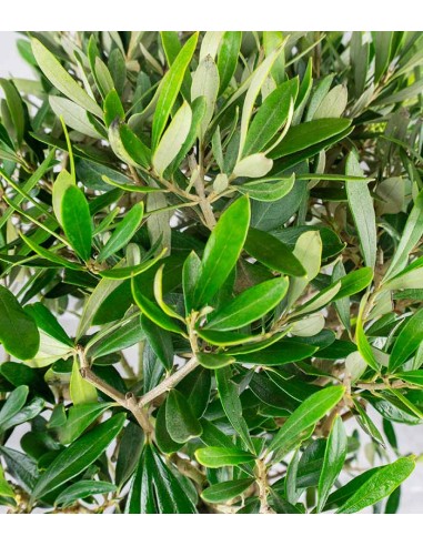 Olivo Esemplare 4. 12 anni