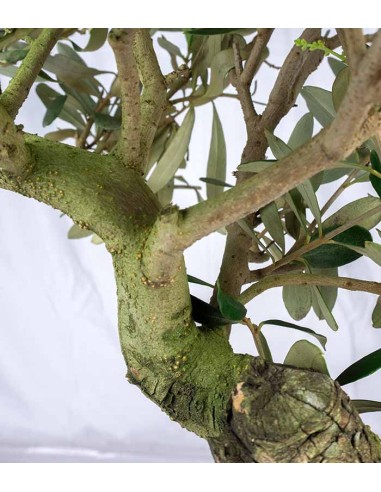 Olivo Esemplare 4. 12 anni