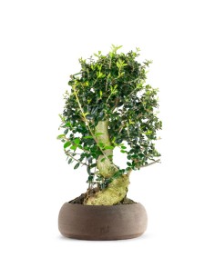 Olivastro Esemplare 2. 14 anni