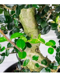 Olivastro Esemplare 2. 14 anni 2