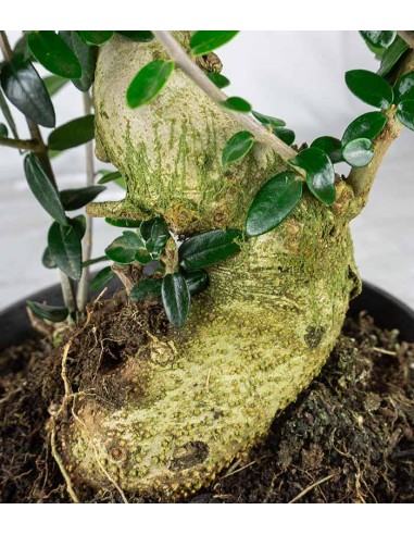 Olivastro Esemplare 2. 14 anni