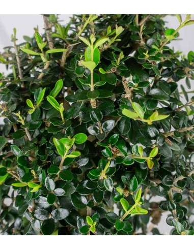 Olivastro Esemplare 2. 14 anni