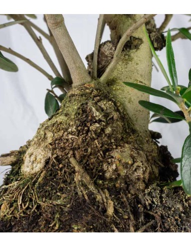 Olivo Esemplare 2. 14 anni