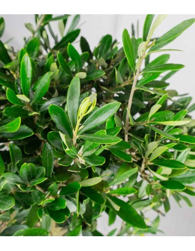 Olivo Esemplare 2. 14 anni