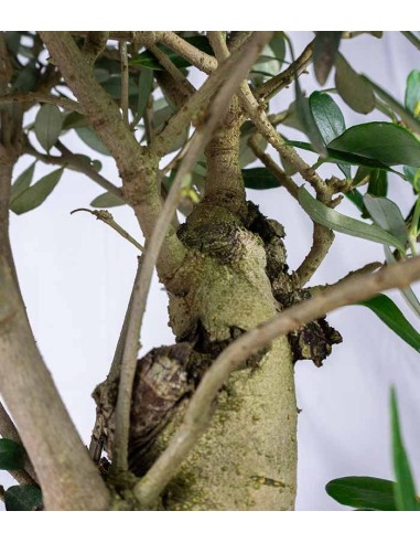Olivo Esemplare 2. 14 anni
