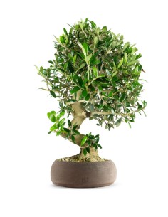 Olivo Esemplare 3. 14 anni