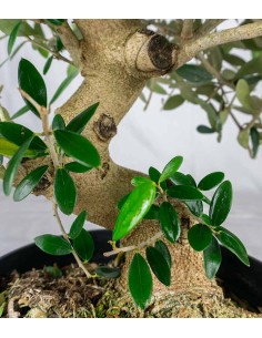 Olivo Esemplare 3. 14 anni 2