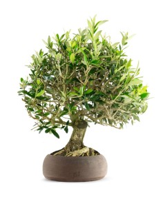 Olivo Esemplare 5. 12 anni