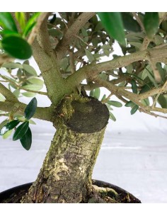 Olivo Esemplare 5. 12 anni 2