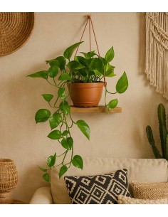 Pothos 