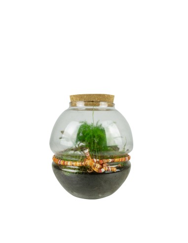 Terrario Decorativo con Piante da...