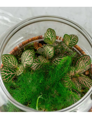 Terrario Decorativo con Piante da...