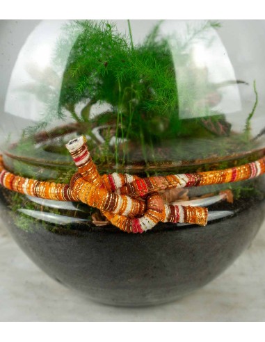 Mix di piante in Terrario con Spago...