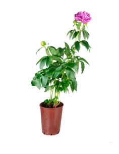 Peonia in Vaso Ø18 H75 cm –...