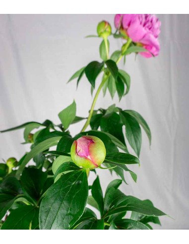 Peonia in Vaso Ø18 H75 cm – Bianca o...