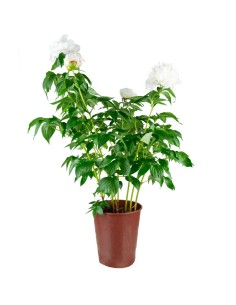 Peonia in Vaso Ø18 H75 cm –... 2