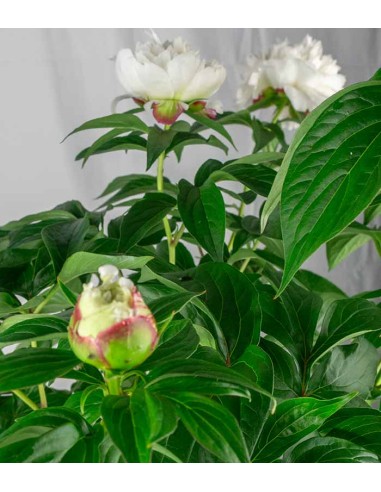 Peonia in Vaso Ø18 H75 cm – Bianca o...