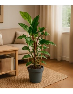 Filodendro squamiferum con... 2