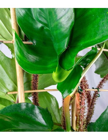 Filodendro squamiferum con Spalliera...