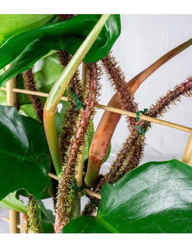 Filodendro squamiferum con Spalliera...