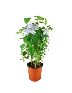 Clematis Rampicante in Vaso...