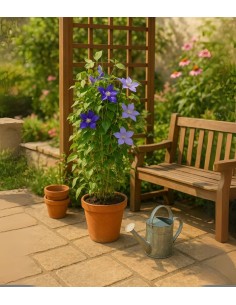 Clematis Rampicante in Vaso... 2