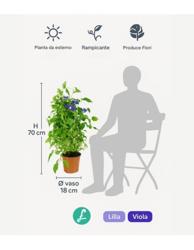 Clematis Rampicante in Vaso Ø18 – H70 cm