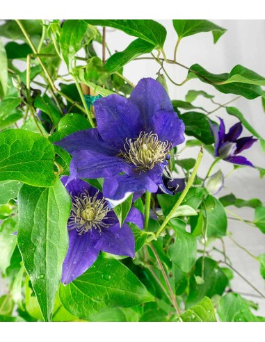 Clematis Rampicante in Vaso Ø18 – H70 cm