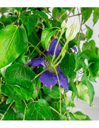 Clematis Rampicante in Vaso Ø18 – H70 cm