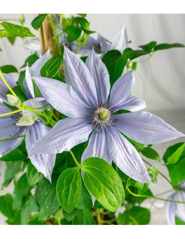 Clematis Rampicante in Vaso Ø18 – H70 cm