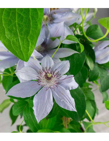 Clematis Rampicante in Vaso Ø18 – H70 cm