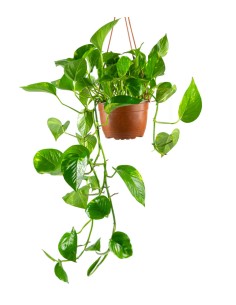 Pothos 