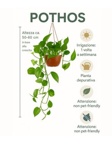 Pothos 