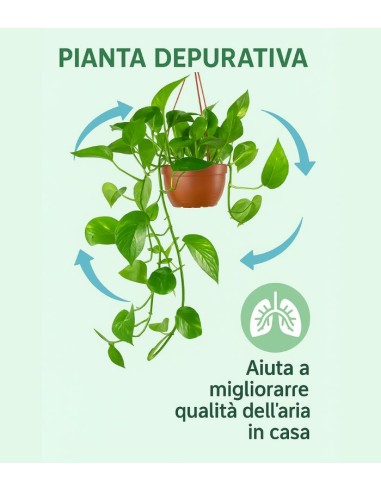 Pothos in fibra di cocco