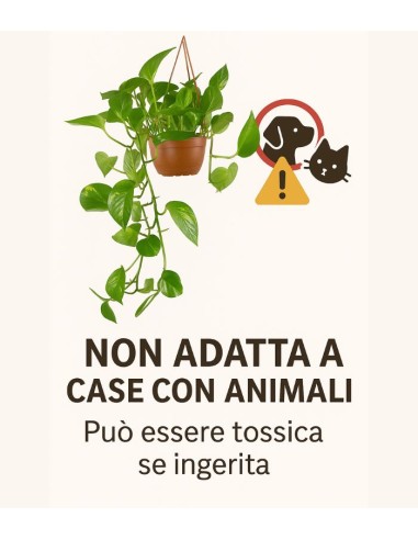 Pothos in fibra di cocco