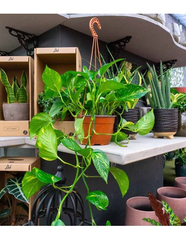 Pothos in fibra di cocco