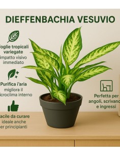 Dieffenbachia Vesuvio 2