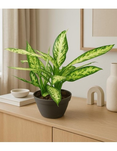 Dieffenbachia Vesuvio