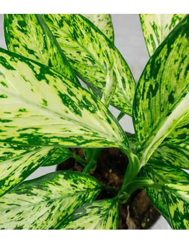 Dieffenbachia Vesuvio
