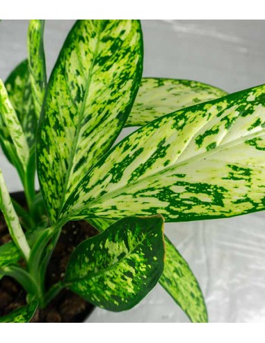 Dieffenbachia Vesuvio