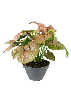 Singonio rosa Red Heart